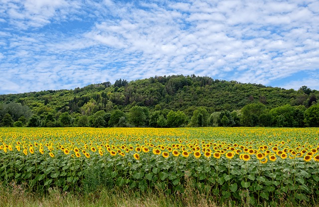sunflowers-g2a1b71d8a_640