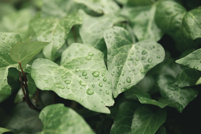 nature-4485461_640