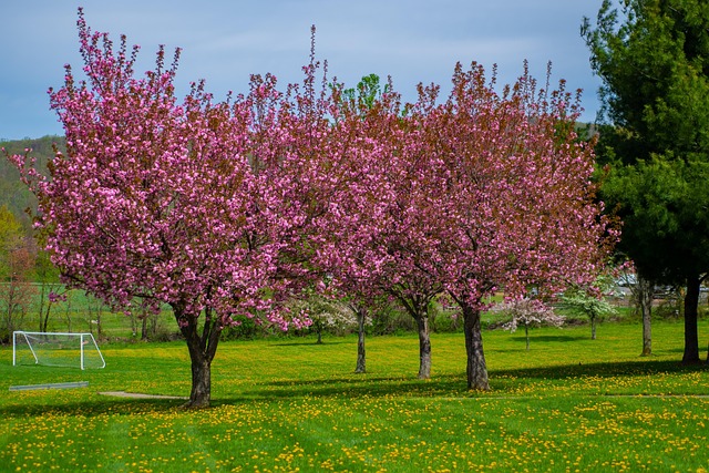 springtime-3386835_640