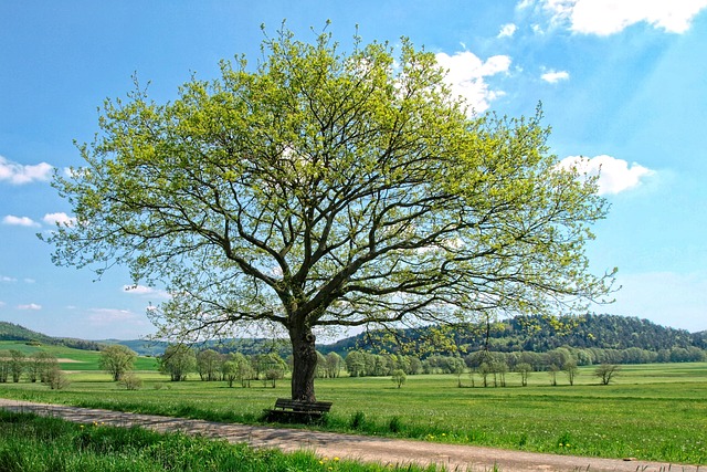 tree-4876602_640 tree-4876602_640